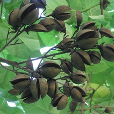 الصين paulownia elongata.paulownia shantong، hybrid 9501 root الصانع
