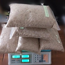 China paulownia shantong seed,root cutting and stump for new planter plant big tree fabricante