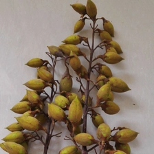 China ernsthafte Quanlity gut überleben 100% echte frische Paulownia Samen Shantong und 9501 und Elongata und Fortunei zum Pflanzen Hersteller