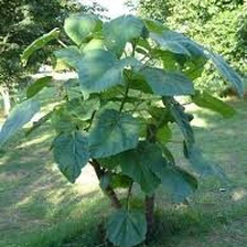 الصين إنتاج الخشب الصيني المعطر استخدام 9501 جذور الشتلات جدعة الأسرع نموا في العالم الصانع