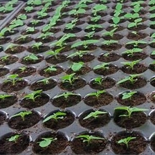 China Kiri seeds with phyto certificate manufacturer