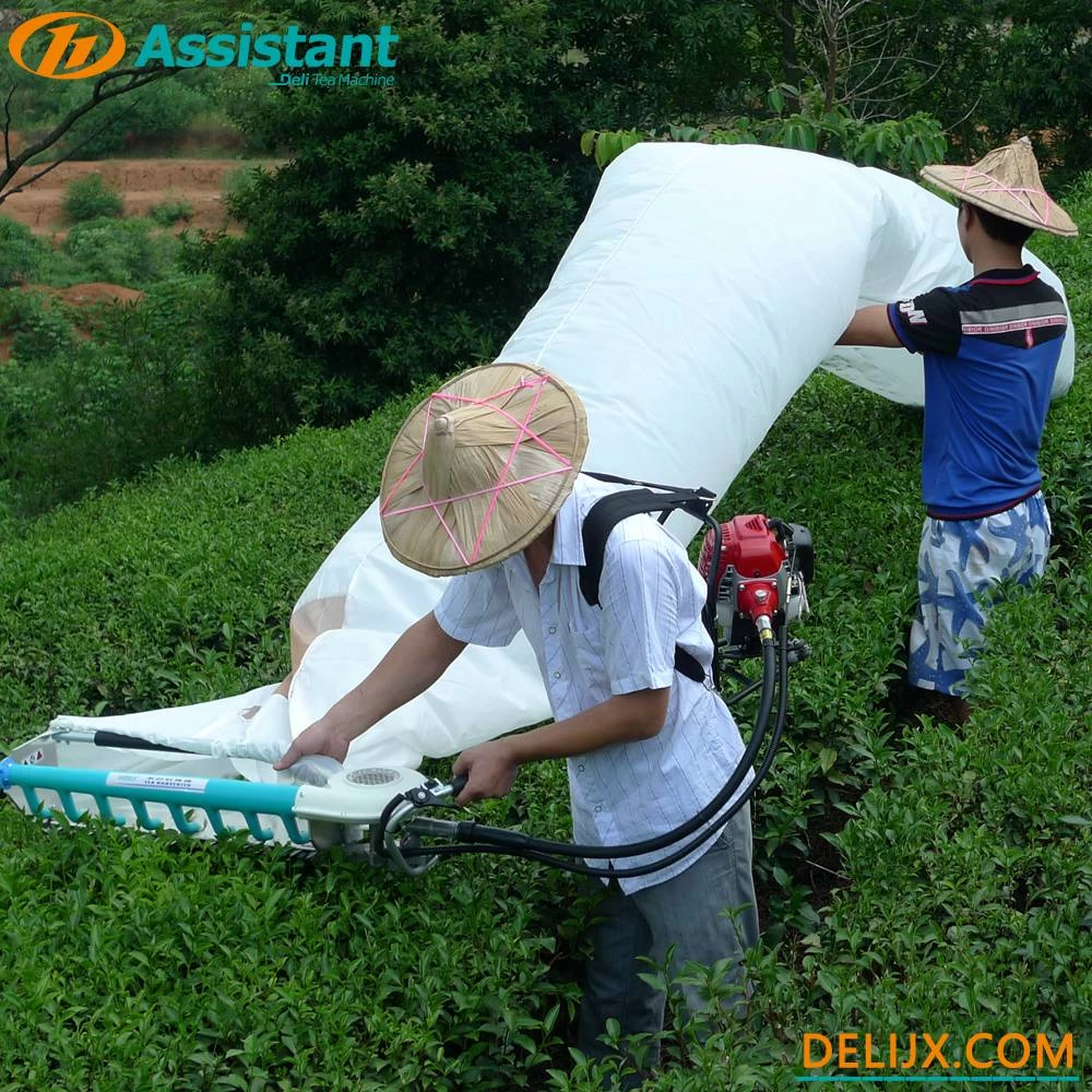Machine à cueillir les feuilles de thé de type sac à dos avec le moteur DL-4C-T de MITSUBISHI TU26