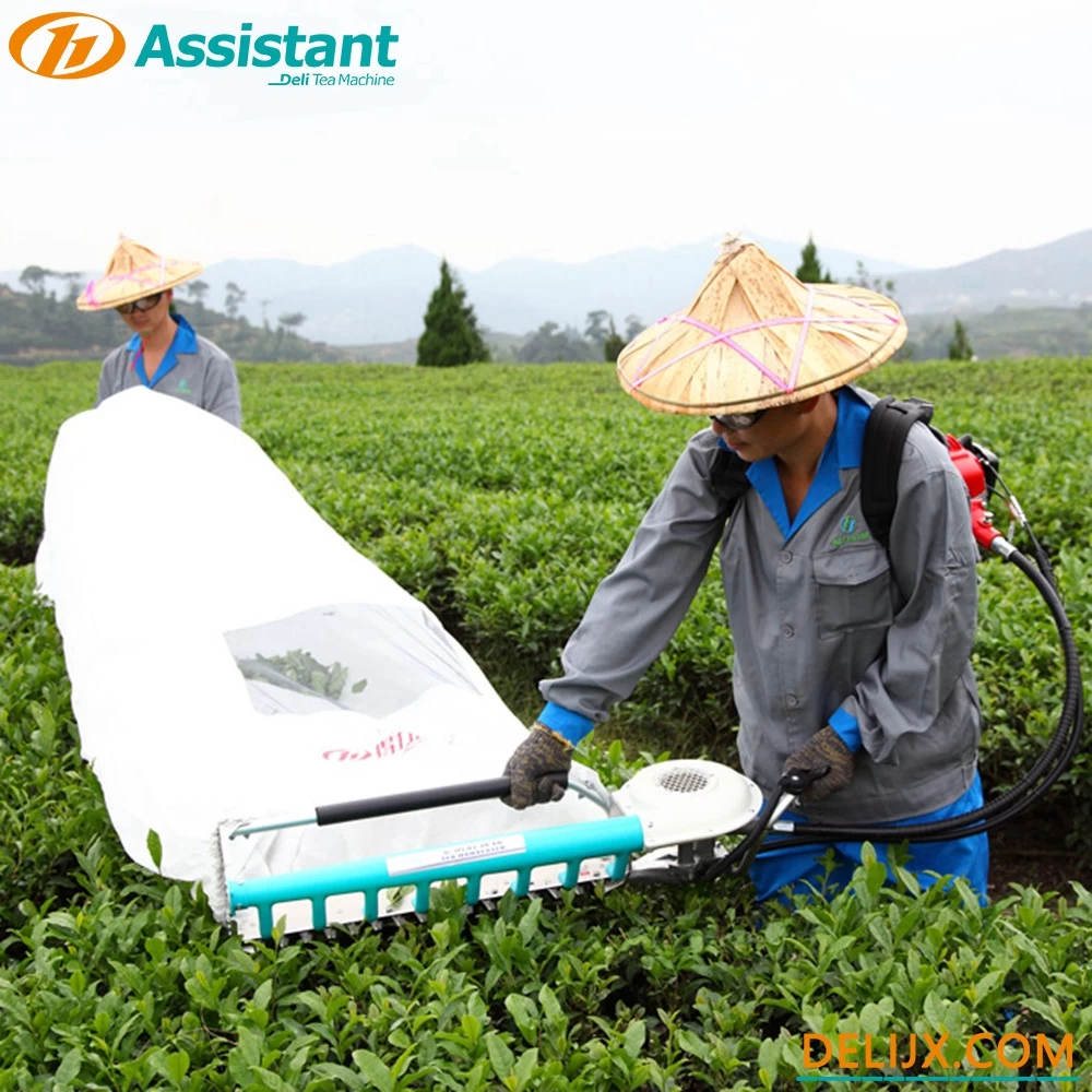 Chine 
Machine à cueillir les feuilles de thé de type sac à dos avec le moteur DL-4C-T de MITSUBISHI TU26 fabricant