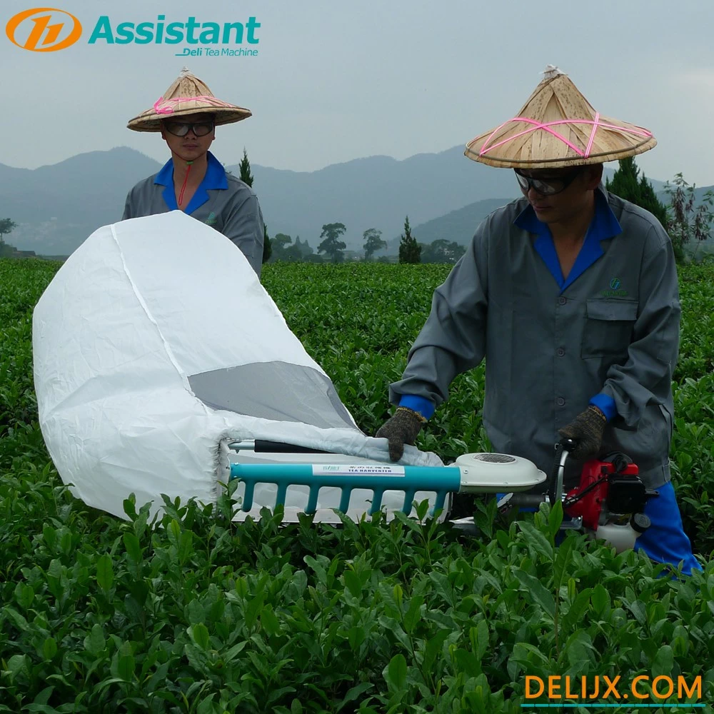 Китай 
Ручная двухтактная машина для сбора чайных листьев с двигателем NATIKA DL-4C-T50A5 производителя