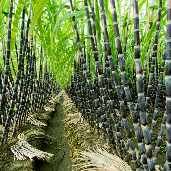 Water absorbent polymer for Sugar Cane
