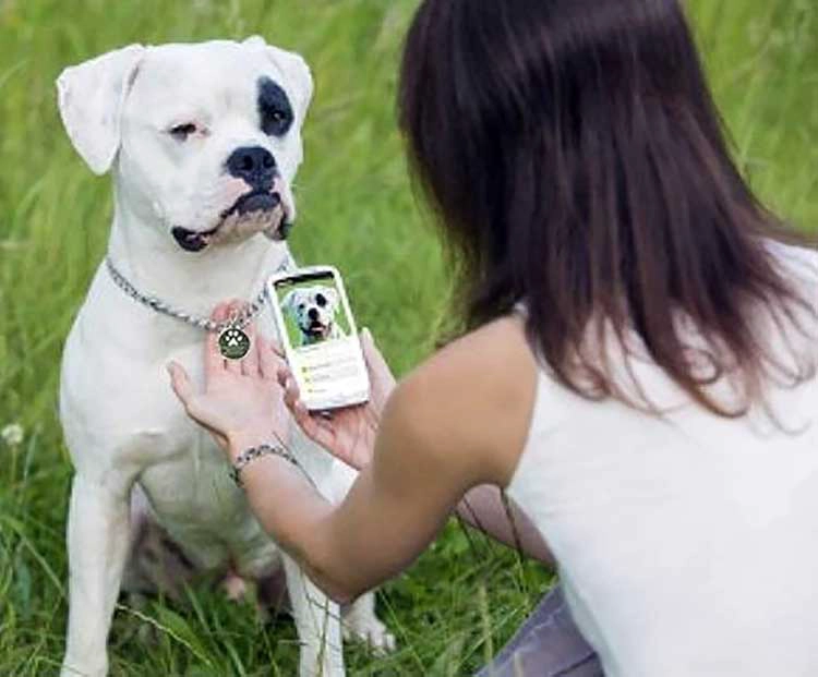 NFC ペット タグは行方不明のペット情報をデジタル化してレスキューを迅速化