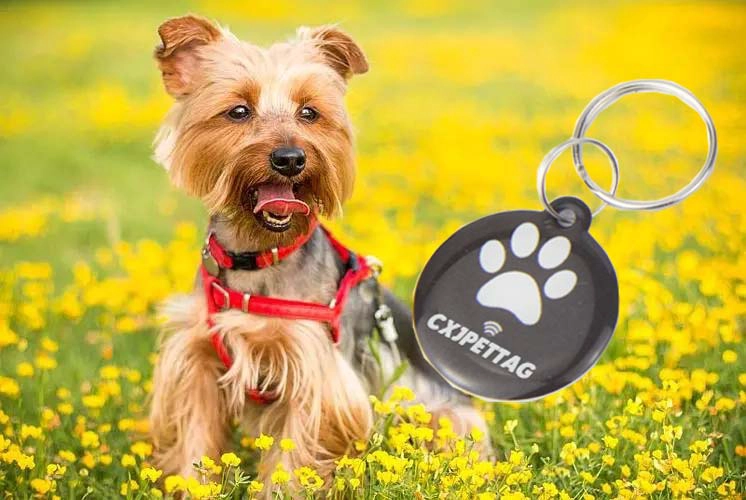 解读宠物 RFID 标签的耐用性