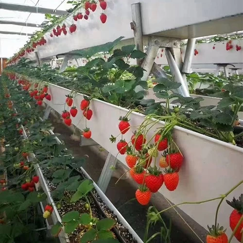 زراعة النبات مخصص PVC مزراب المطر بالجملة الموردين الصين