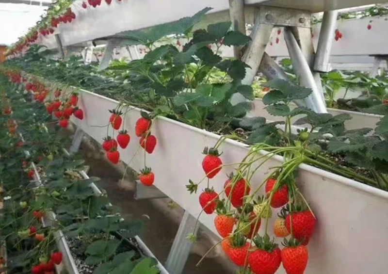 Tarım için Yenilikçi Çözümler: Bitki Yetiştirme Yağmur Oluğu Tedarikçisi