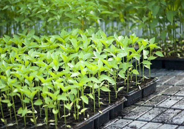 Masalah dan penyelesaian biasa dalam penanaman anak benih sayuran