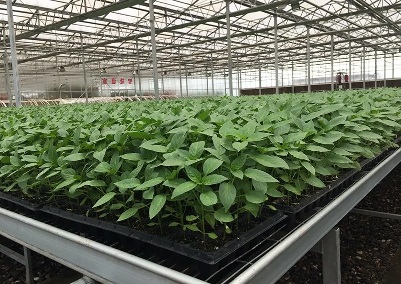 Pepper Seedling Management