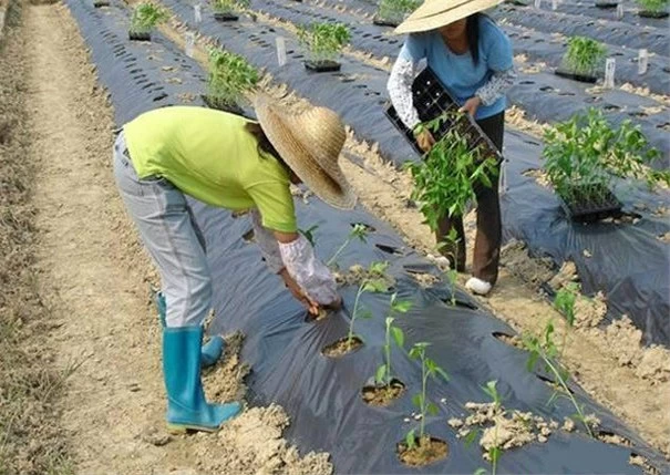 Pepper Transplanting Management