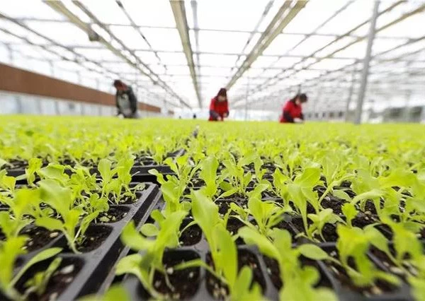 Technical Points of Lettuce Seedling Raising