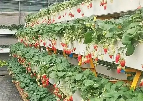 Advantages of Vertical Planting - Strawberries