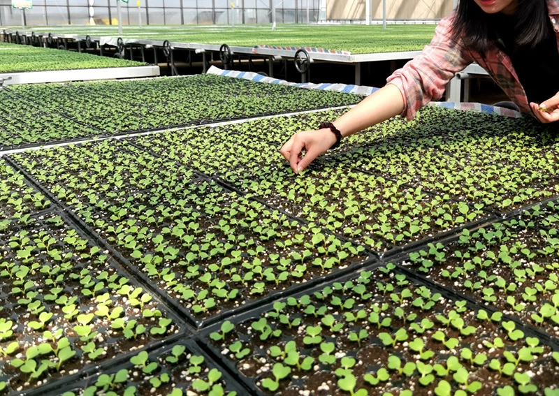 The method of growing seedlings in substrate plug trays