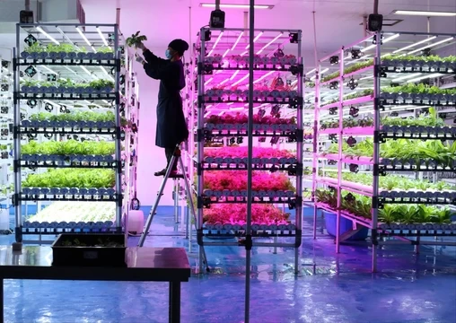 Can Vertical Farming Hold up the Future of Farming?