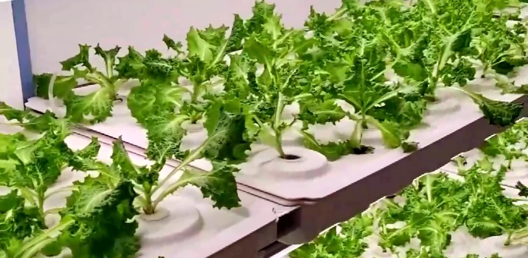 No Pests Vegetables Plants from Vertical Hydroponic Farming