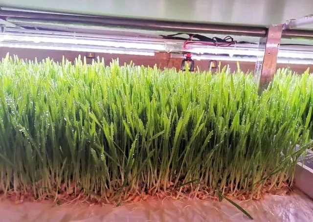 7 Days to Grow High-quality Fodder