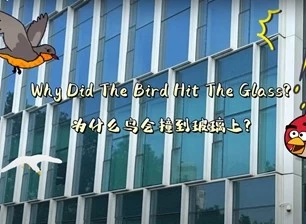 ¿Por qué el pájaro golpeó el cristal?