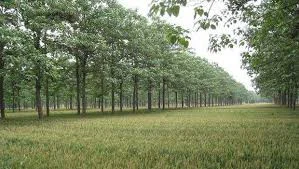 Chinese Paulownia Products Deepen Their Presence in the European Market with Carbon Neutrality Advantages