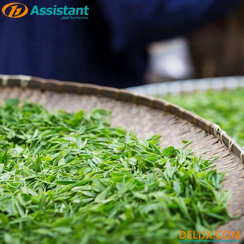 Китай Как «увянуть» свежие листья перед обработкой зеленого чая? производителя