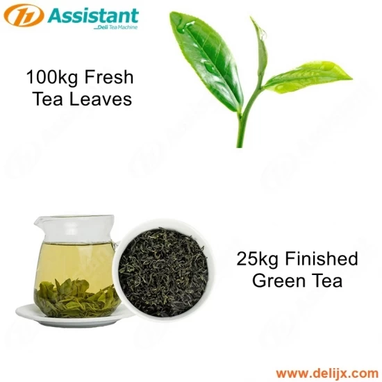 ¿Cómo hacer té verde terminado de 25 kg por máquina?