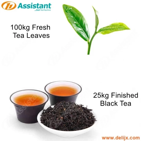 Как сделать 25 кг RISSHIED черный чай на машинах?