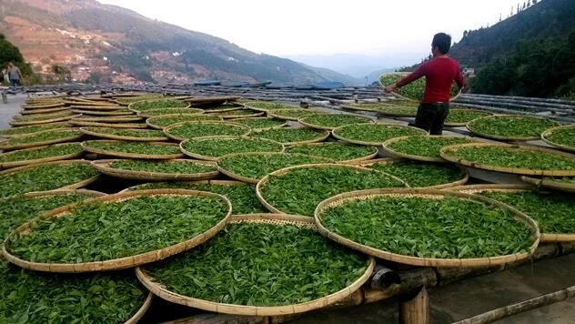 Çin Beyaz Çay Soldurma üretici firma