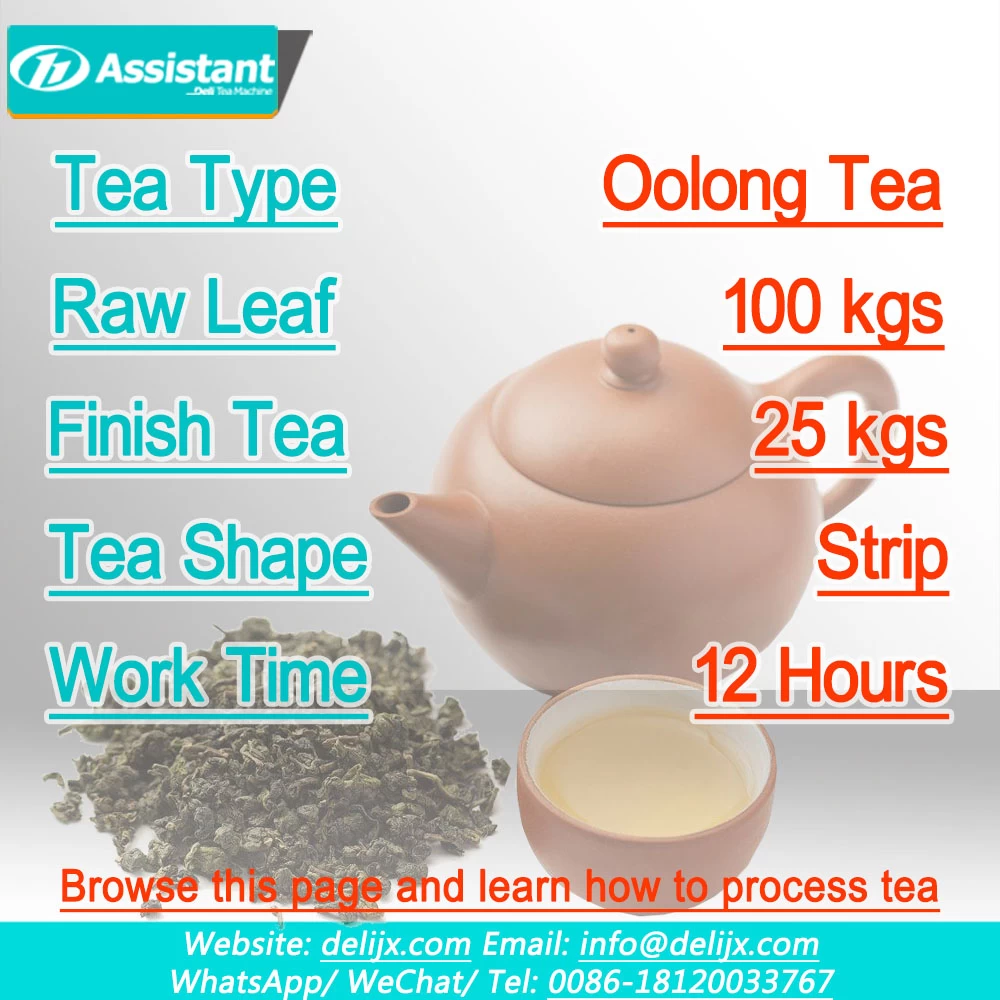 100 кг чая улун (свежий лист) Производственное решение