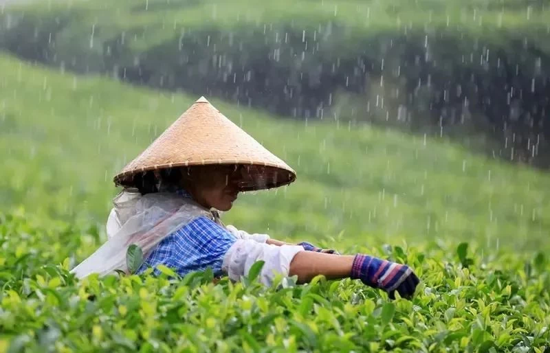 Как справиться со свежими чайными листьями в дождливый день?
