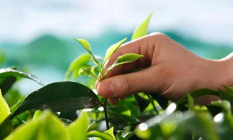 China Notes On Tea Picking manufacturer