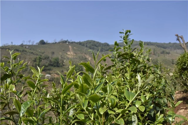 La temperatura óptima para el crecimiento de los árboles de té