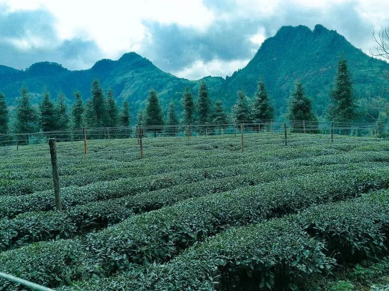 ჩინეთი კონტრზომები ჩაის ბაღებისთვის ცხელ ამინდში მწარმოებელი