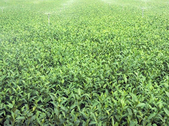 Medidas de emergencia para el manejo de jardines de té en climas cálidos