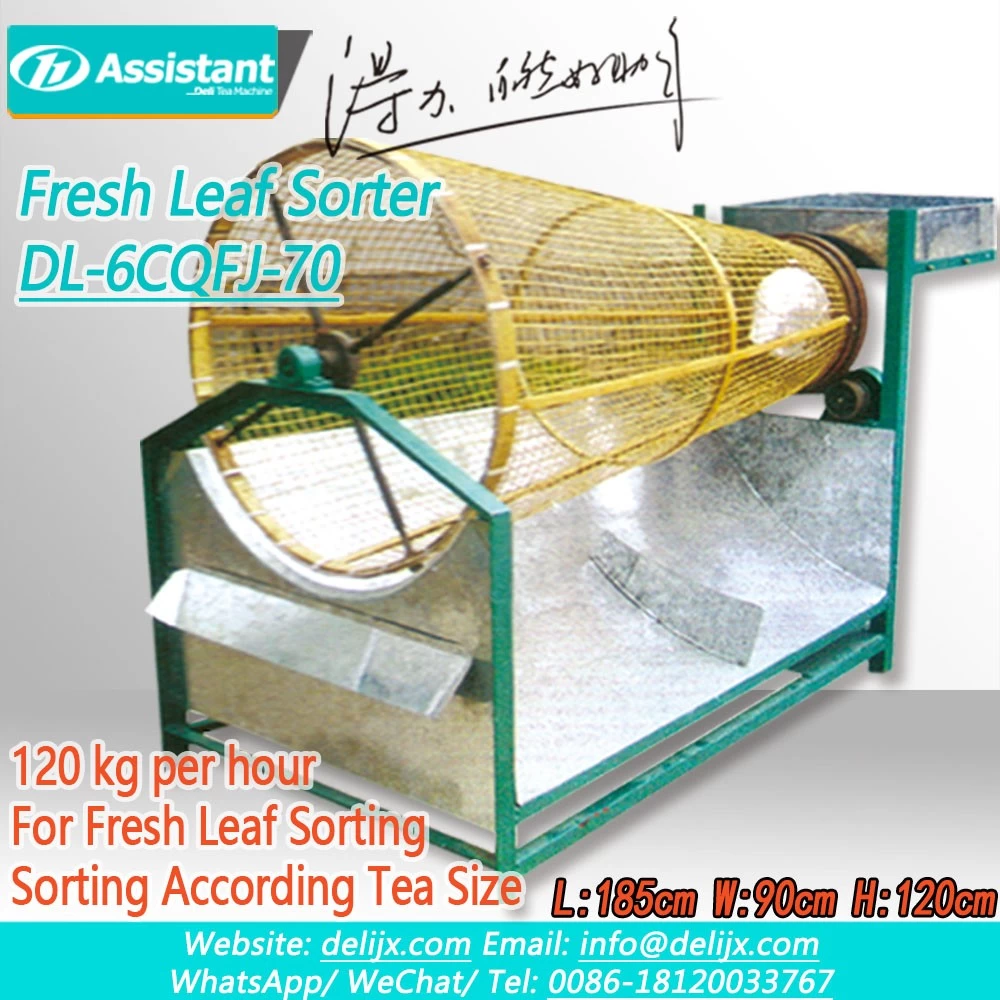 China Fresh Tea Leaf Grading Sorting Machine DL-6CQFJ-70 manufacturer