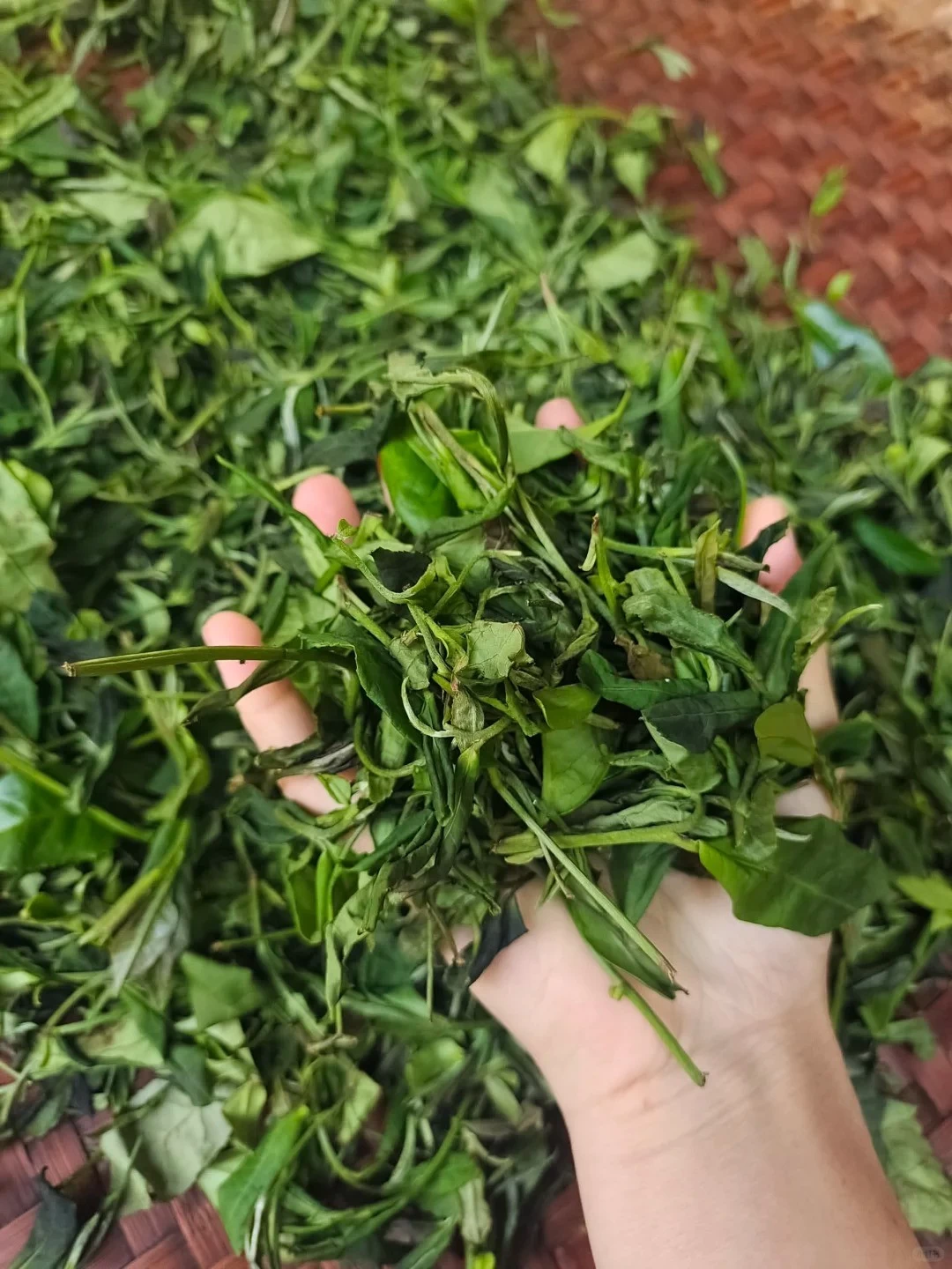 Witnessing Fresh Leaves Turning into Black Tea - The Charm of Handmade Black Tea