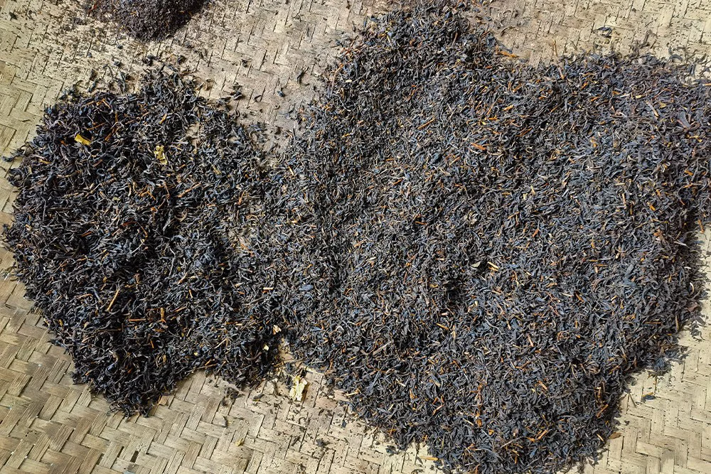 Tea Leaf Shredding Machine