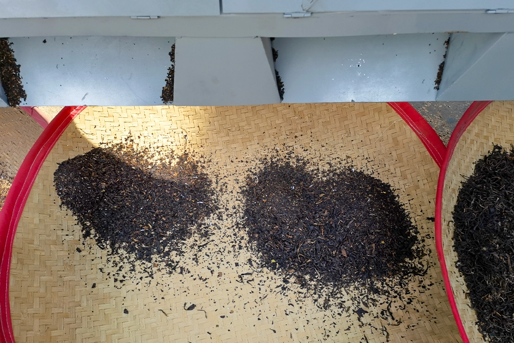 Tea Processing Machine