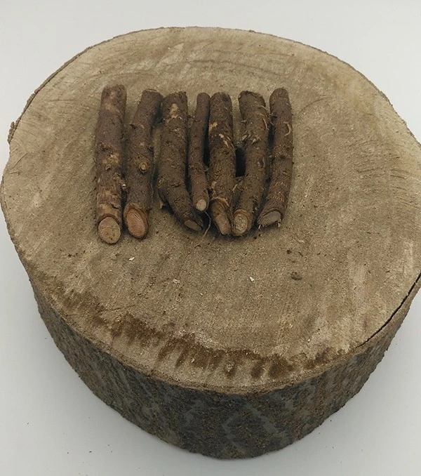 China 2025 fresh paulownia hybrid 9501 root seedlings for sale manufacturer