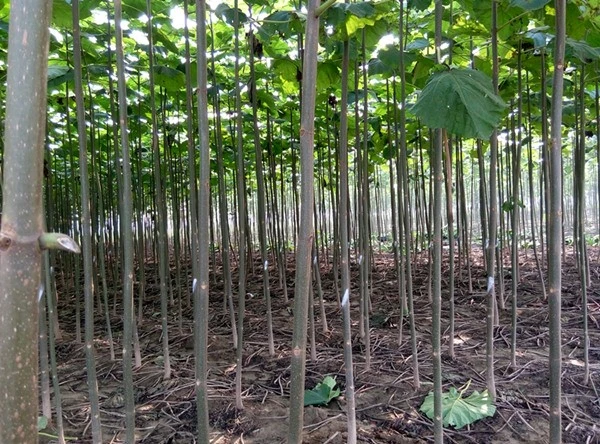 China Fast growing paulownia hybrid 9501 root for wood manufacturer