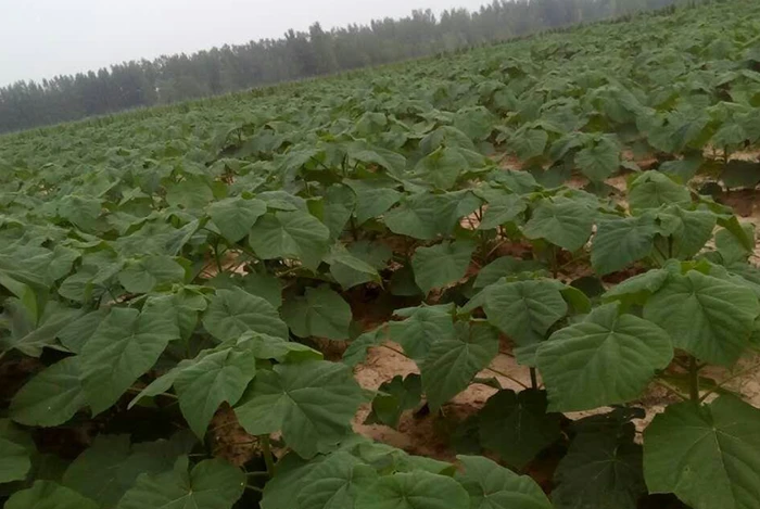 China Fastest growing paulownia 9501 root PH 6-8 manufacturer