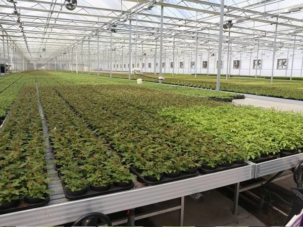 Hydroponic Flood Tables and Ebb and Flow Rolling Bench Table/Seedbed Trays key advantages