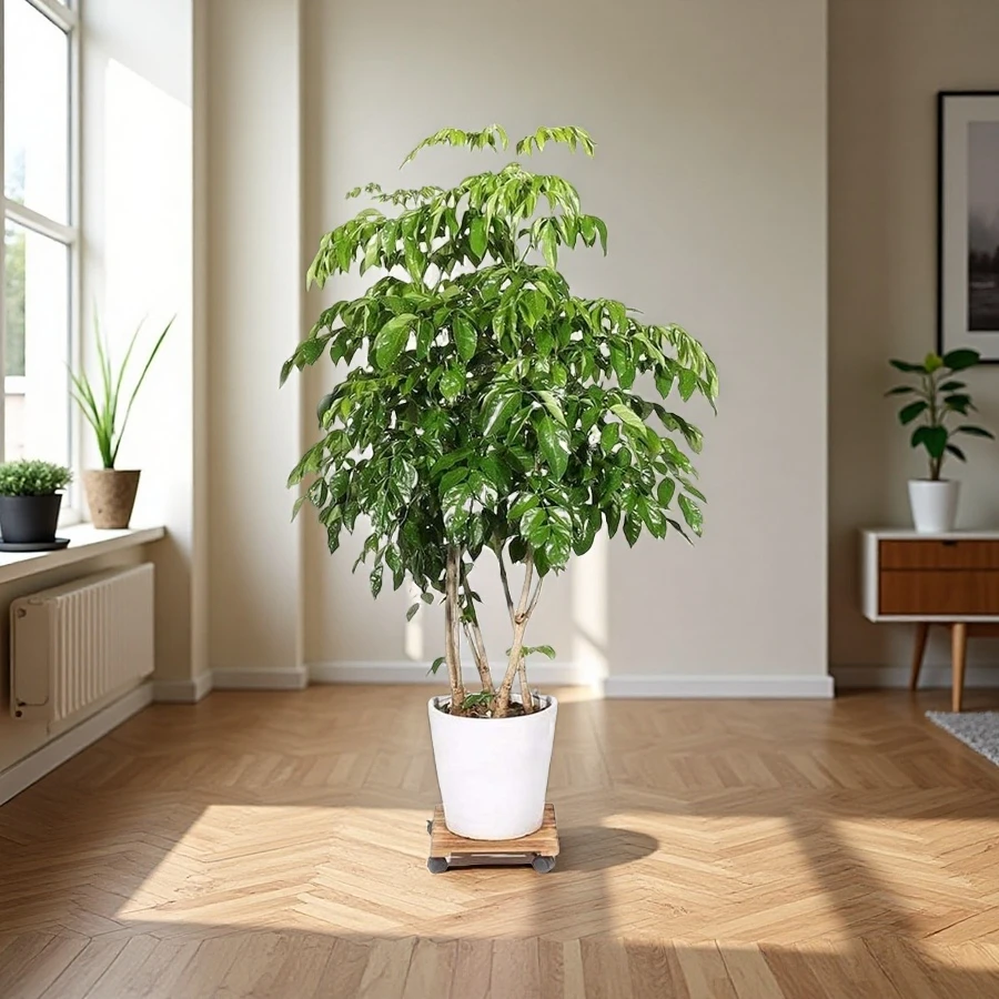 Wholesale Small Wooden Plant Caddy, Plant Stand with Lockable Wheels