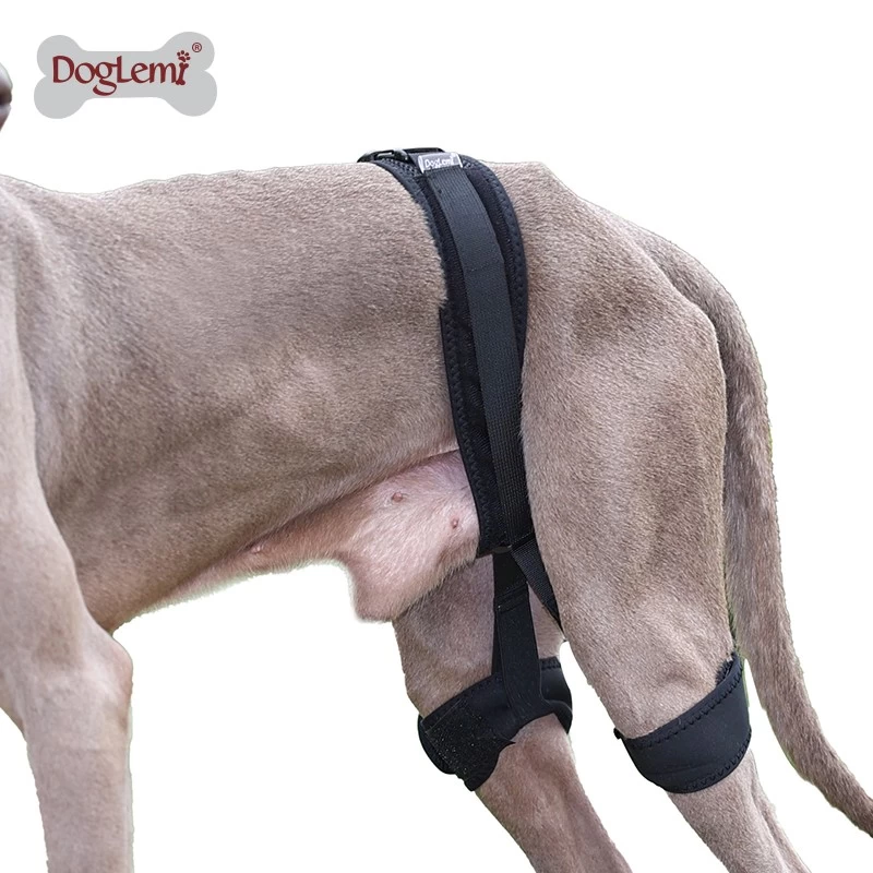 porcelana Protector de piernas para perros y mascotas cinturón de corrección auxiliar de cadera fabricante