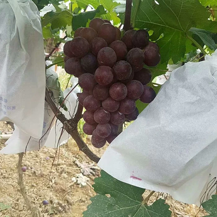 China Non Woven Grape Bagging Factory Grape Cover Bag Non Woven Fruit Protection Disposable Fruit Bags manufacturer
