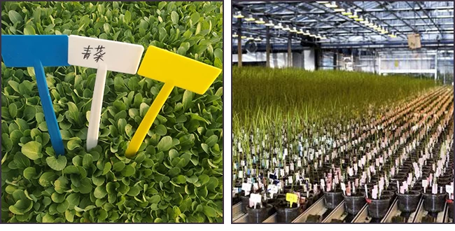 UHF RFID Breeding Tag For Potted Plant Management