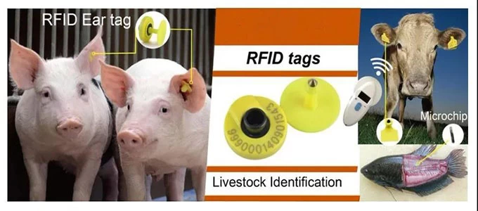 rfid ear tags