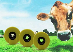 UHF RFID Ετικέτα αυτιών με μικρό μέγεθος και μεγάλη απόσταση ανάγνωσης