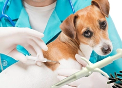 Λεπτομερής περιγραφή της τάσης εφαρμογής των ετικετών γυαλιού Pet RFID