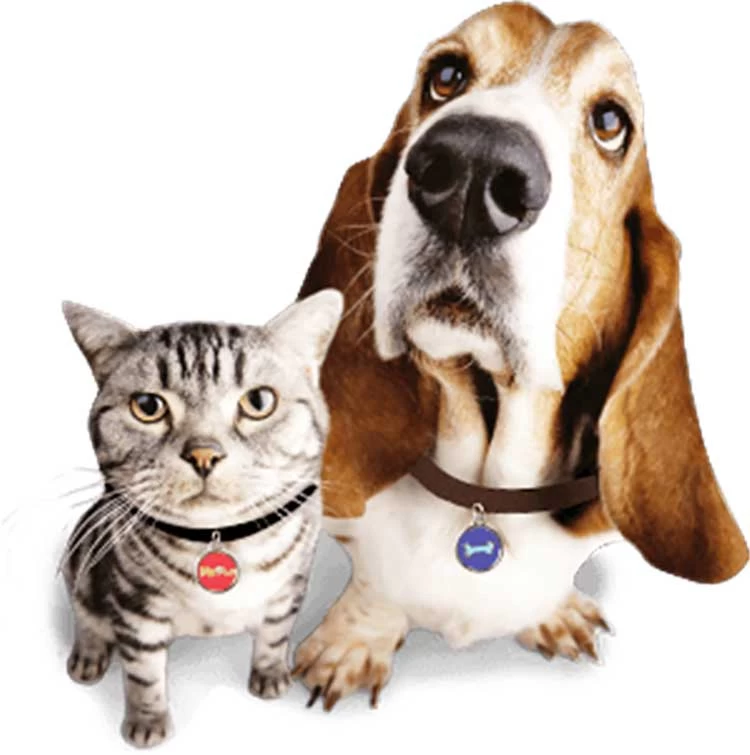 Tag de chien NFC programmable en gros avec code QR unique Numéro d'identification différent pour l'identification des animaux